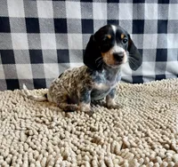Nettie, a female Miniature Dachshund for sale in Millmont, PA – 5 of 6