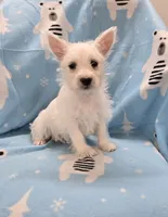 Lou, a female West Highland White Terrier for sale in Millmont, PA – 7 of 7