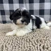 Hank, a male Havanese for sale in Millmont, PA – Photo 1 of 6