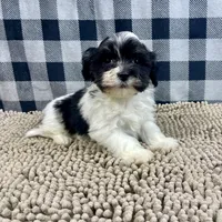Hank, a male Havanese for sale in Millmont, PA – Photo 5 of 6
