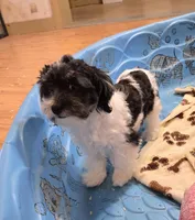 Hank, a male Havanese for sale in Millmont, PA – Photo 4 of 8