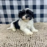 Hank, a male Havanese for sale in Millmont, PA – Photo 4 of 6