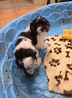 Hank, a male Havanese for sale in Millmont, PA – Photo 2 of 8