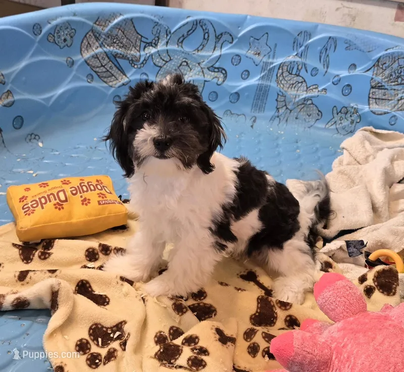 Hank – Havanese puppy for sale in Millmont, PA