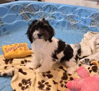 Hank, a male Havanese for sale in Millmont, PA – Photo 1 of 8