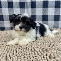 Hank, a male Havanese for sale in Millmont, PA – Photo 3 of 6