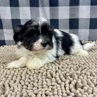 Hank, a male Havanese for sale in Millmont, PA – Photo 6 of 6