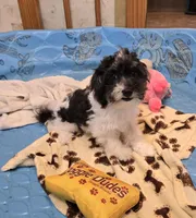 Hank, a male Havanese for sale in Millmont, PA – Photo 3 of 8