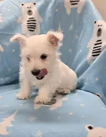Lenny, a male West Highland White Terrier for sale in Millmont, PA – 5 of 8