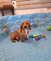 Boyd, a male Miniature Dachshund for sale in Millmont, PA – 1 of 10