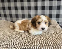 Ben, a male Havachon for sale in Millmont, PA – 2 of 8