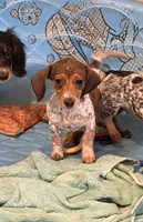Nellie, a female Miniature Dachshund for sale in Millmont, PA – 7 of 7