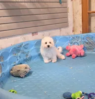 Blake, a male Bichon Frise for sale in Millmont, PA – 7 of 10