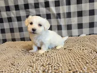 Seth, a male Bichon Frise and Coton de Tulear for sale in Millmont, PA – 4 of 7