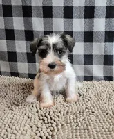 Stella, a female Miniature Schnauzer for sale in Millmont, PA – Photo 1 of 5