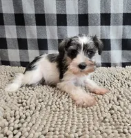 Stella, a female Miniature Schnauzer for sale in Millmont, PA – Photo 3 of 5