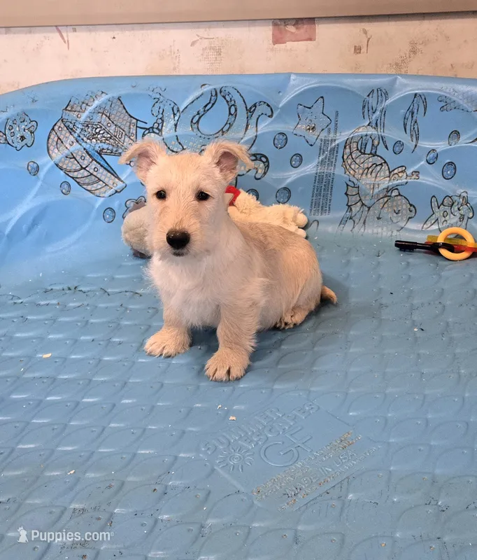 Ollie – Scottish Terrier puppy for sale in Millmont, PA