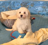 Hans, a male Havanese for sale in Millmont, PA – 1 of 4
