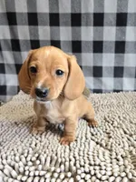 Boyd, a male Miniature Dachshund for sale in Millmont, PA – 6 of 7