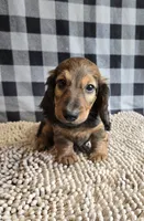 Tanner, a male Miniature Dachshund for sale in Millmont, PA – 3 of 5