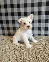 Seth, a male Miniature Schnauzer for sale in Millmont, PA – 3 of 8