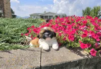 Andy, a male Shih Tzu for sale in Millmont, PA – 2 of 6