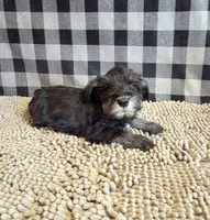 Sam, a male Miniature Schnauzer for sale in Millmont, PA – 4 of 4