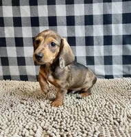 Noah, a male Miniature Dachshund for sale in Millmont, PA – 2 of 6