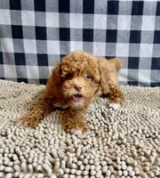 Ned, a male Poodle - Miniature  for sale in Millmont, PA – 5 of 8