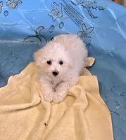 Blake, a male Bichon Frise for sale in Millmont, PA – 2 of 10
