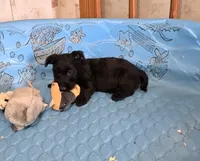 Odie, a male Scottish Terrier for sale in Millmont, PA – 3 of 8