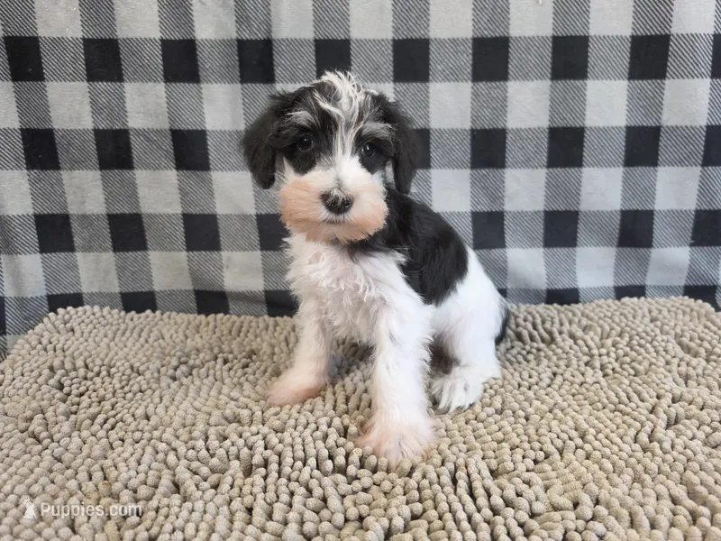 Sidney – Miniature Schnauzer puppy for sale in Millmont, PA