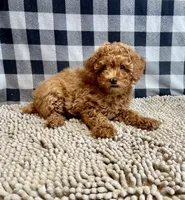 Nola, a female Poodle - Miniature  for sale in Millmont, PA – 4 of 6
