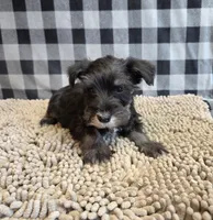 Sam, a male Miniature Schnauzer for sale in Millmont, PA – 3 of 4