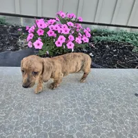 Fritz, a male Miniature Dachshund for sale in Millmont, PA – 6 of 6