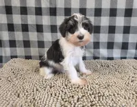 Sidney, a male Miniature Schnauzer for sale in Millmont, PA – 4 of 5