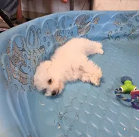 Belle, a female Bichon Frise for sale in Millmont, PA – 2 of 5