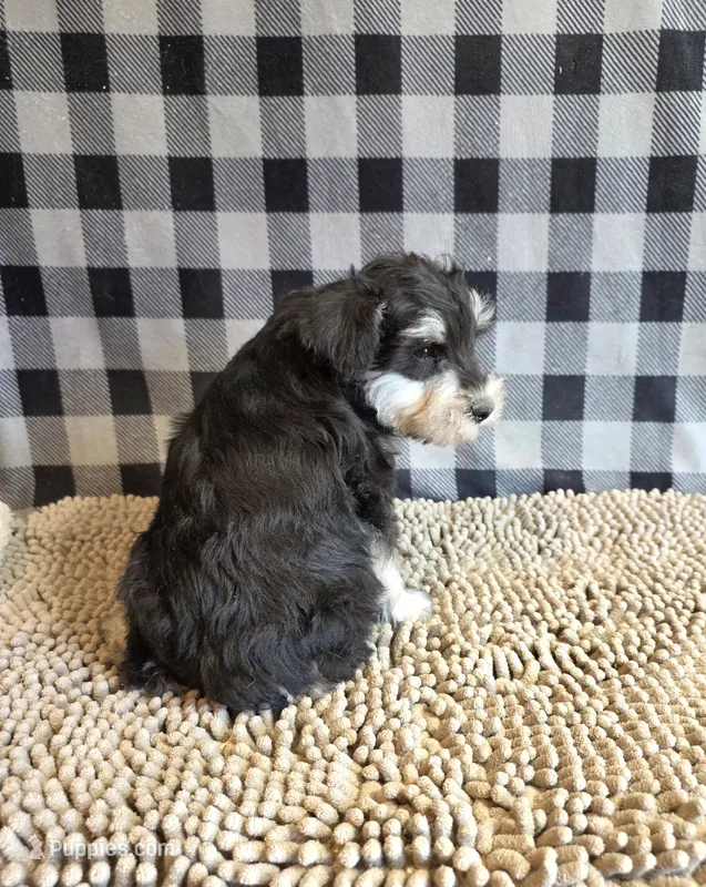 Sarge – Miniature Schnauzer puppy for sale in Millmont, PA