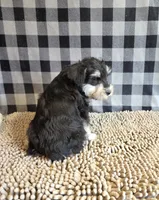 Sarge, a male Miniature Schnauzer for sale in Millmont, PA – 1 of 8