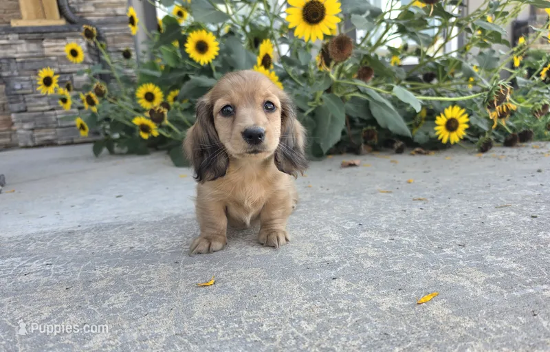 Heidi – Miniature Dachshund puppy for sale in Millmont, PA