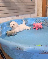 Blake, a male Bichon Frise for sale in Millmont, PA – 4 of 10