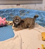 Jill, a female Havanese for sale in Millmont, PA – Photo 5 of 6