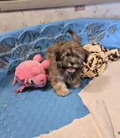 Jill, a female Havanese for sale in Millmont, PA – Photo 4 of 6