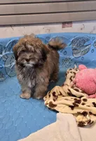 Jill, a female Havanese for sale in Millmont, PA – Photo 3 of 6