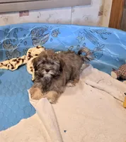 Jill, a female Havanese for sale in Millmont, PA – Photo 1 of 6