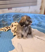 Jill, a female Havanese for sale in Millmont, PA – Photo 2 of 6