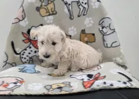 Velma, a female Scottish Terrier for sale in Millmont, PA – 4 of 5