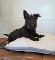 Murrey, a male Scottish Terrier for sale in Millmont, PA – 2 of 10