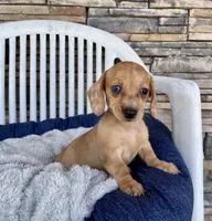 Fawn, a female Miniature Dachshund for sale in Millmont, PA – 3 of 5