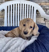 Flora, a female Miniature Dachshund for sale in Millmont, PA – 4 of 6